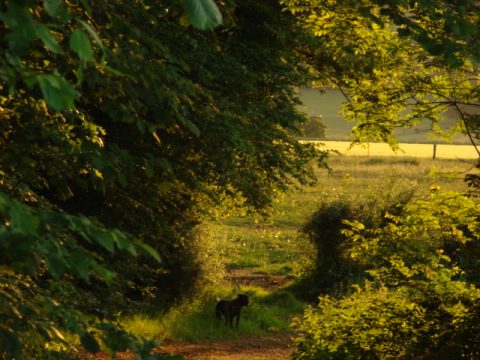 Sapogne-landschap